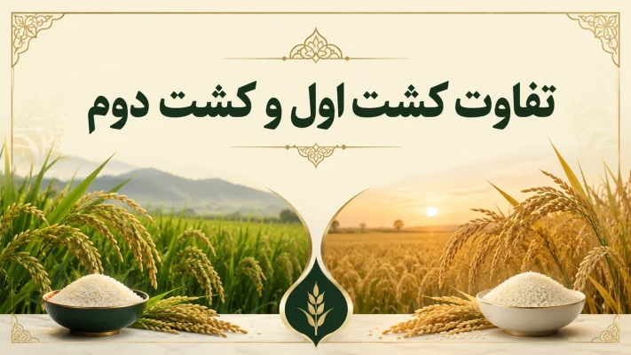 first crop vs second crop hashemi
