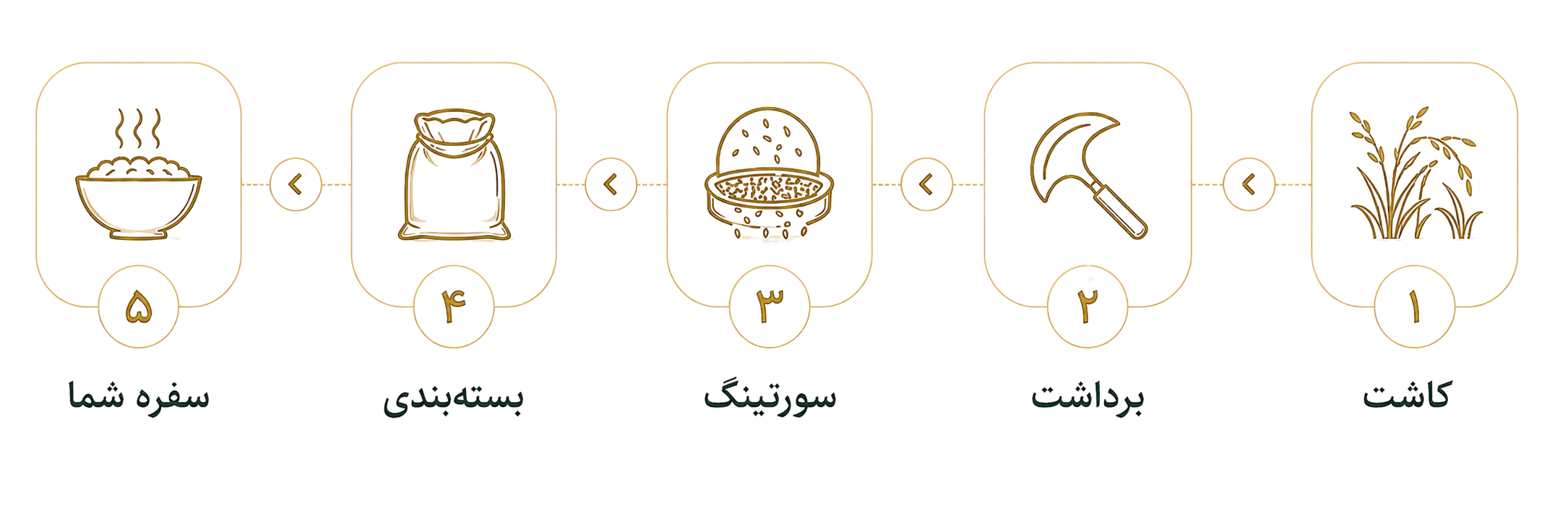 مسیر برنج مشعوف از کاشت تا سفره شما